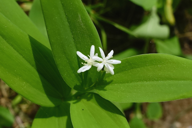 Maianthemum stellatum