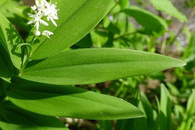 Maianthemum stellatum - leaves