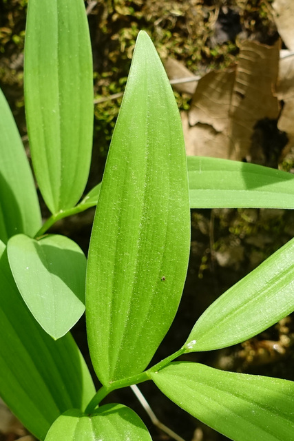 Maianthemum stellatum - leaves