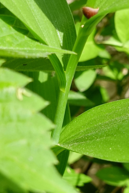 Maianthemum stellatum - stem