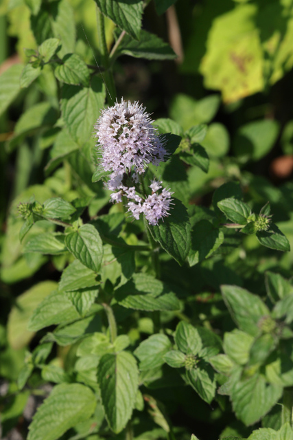 Mentha aquatica