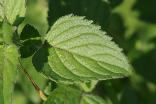 Mentha aquatica - leaves
