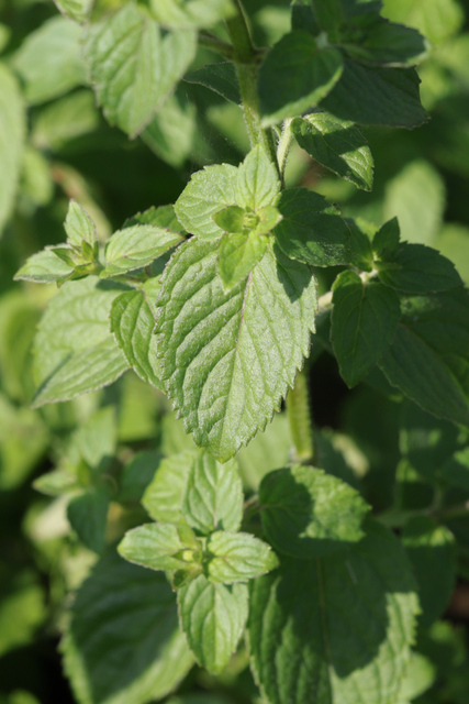 Mentha aquatica - leaves