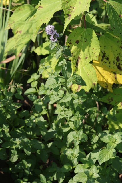 Mentha aquatica - plant