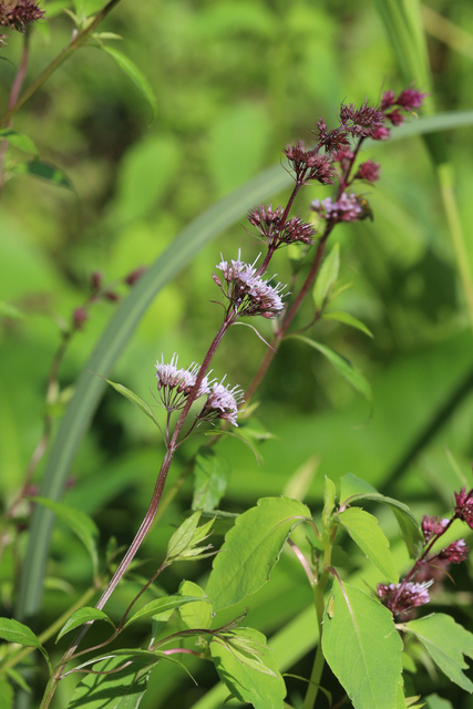 Mentha spicata