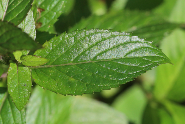 Mentha spicata - leaves