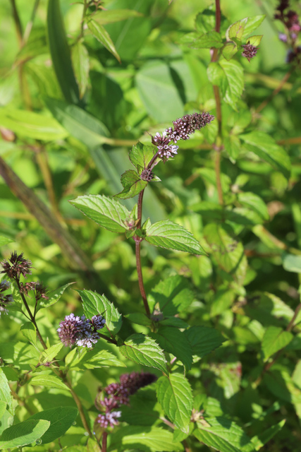 Mentha spicata - plants
