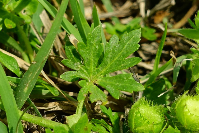 Modiola caroliniana - leaves