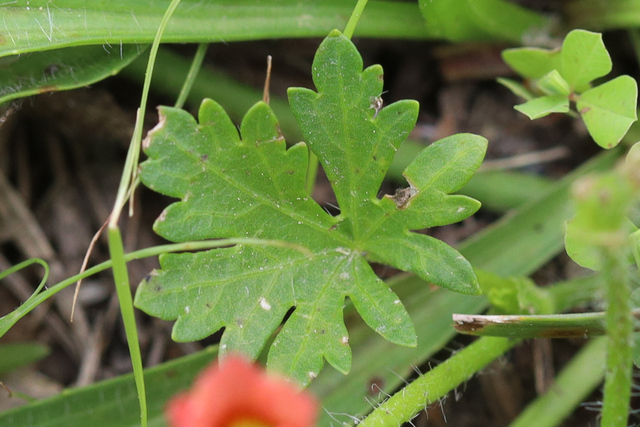 Modiola caroliniana - leaves