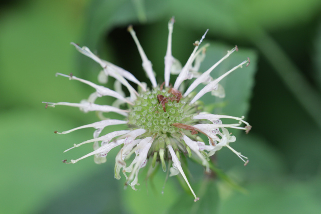 Monarda clinopodia