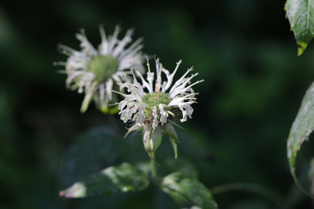 Monarda clinopodia