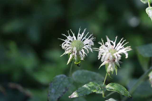 Monarda clinopodia