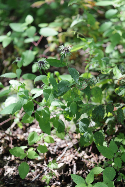 Monarda clinopodia - plants