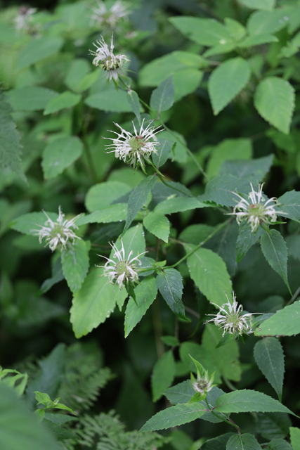 Monarda clinopodia - plants