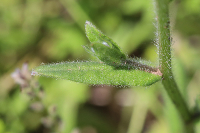 Myosotis arvensis - leaves
