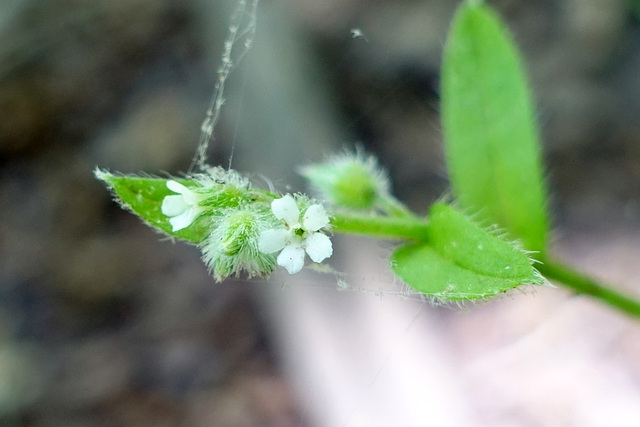 Myosotis macrosperma