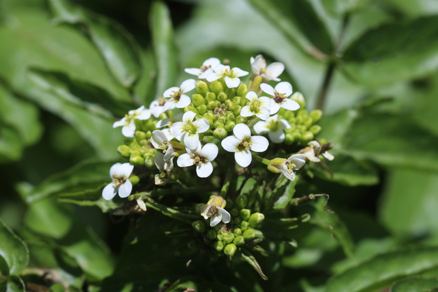 Nasturtium officinale