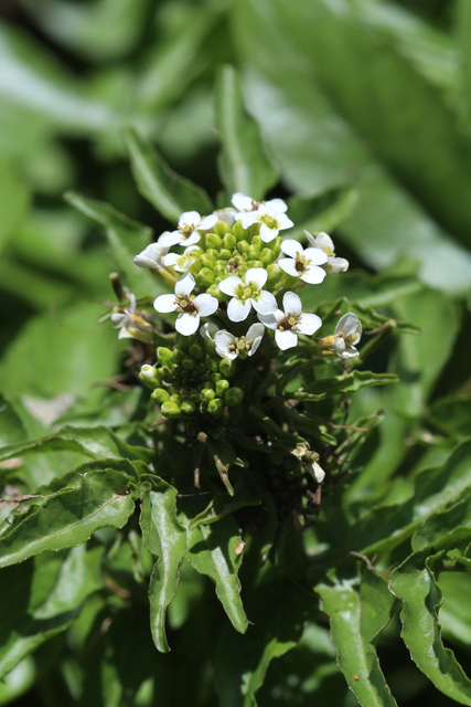 Nasturtium officinale