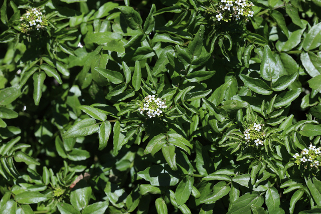 Nasturtium officinale - plants