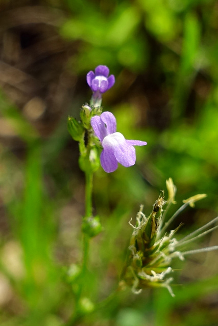 Nuttallanthus canadensis