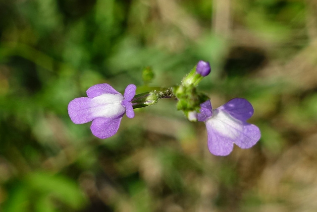 Nuttallanthus canadensis