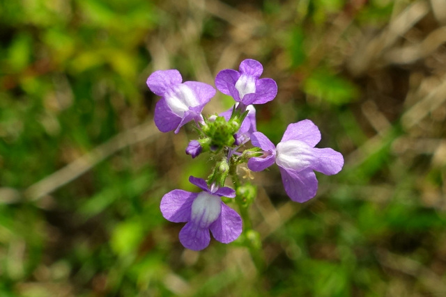 Nuttallanthus canadensis