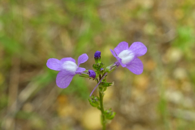 Nuttallanthus canadensis
