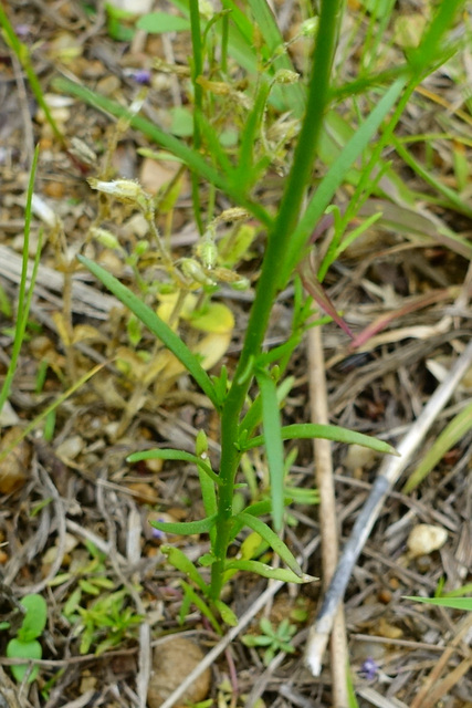 Nuttallanthus canadensis - leaves