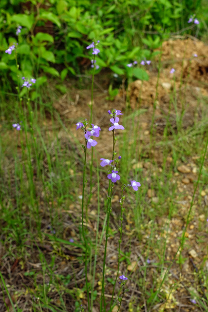 Nuttallanthus canadensis - plants