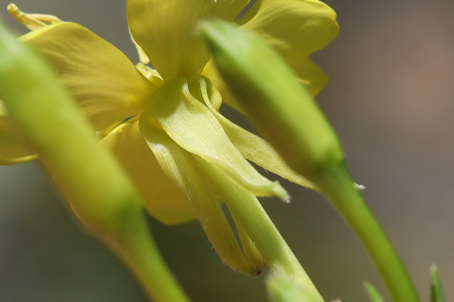 Oenothera parviflora