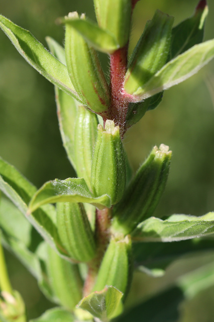 Oenothera parviflora - fruit
