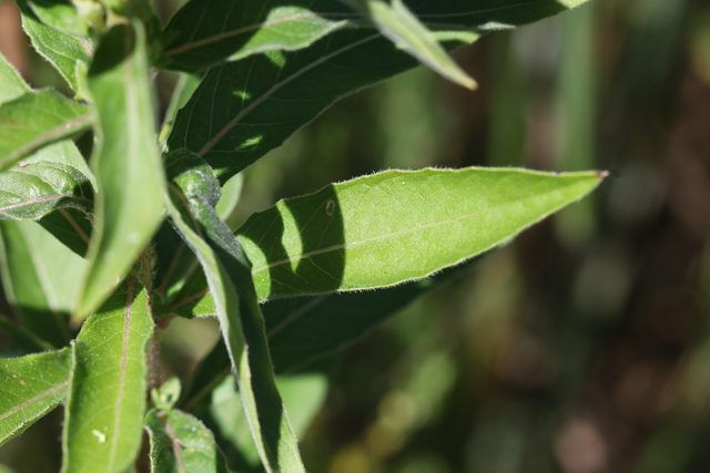 Oenothera parviflora - leaves