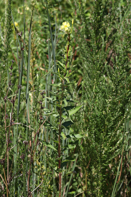 Oenothera parviflora - plant