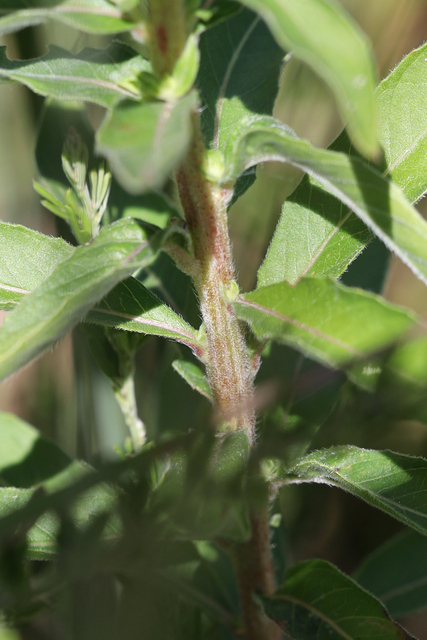 Oenothera parviflora - stem