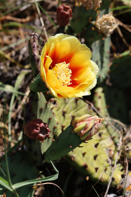 Opuntia cespitosa