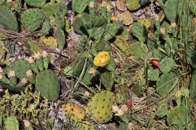 Opuntia cespitosa - plants