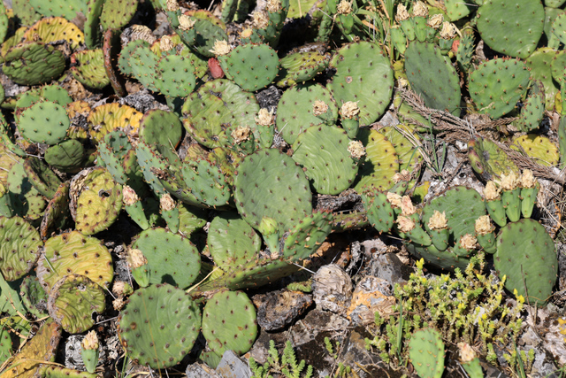 Opuntia cespitosa - plants