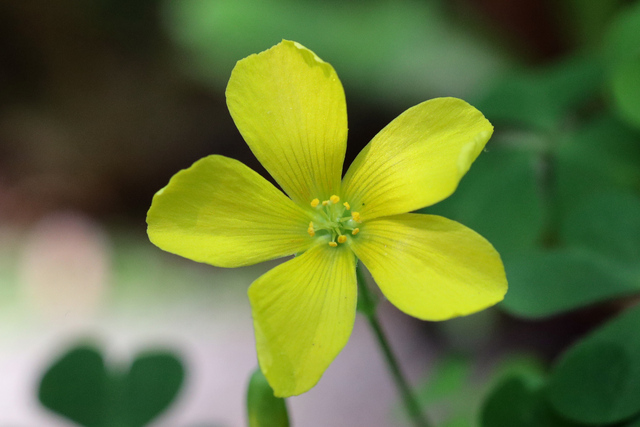 Oxalis dillenii