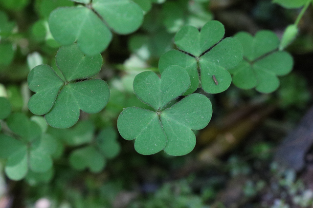 Oxalis dillenii - leaves