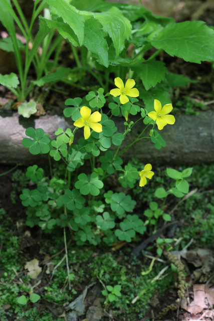 Oxalis dillenii - plant