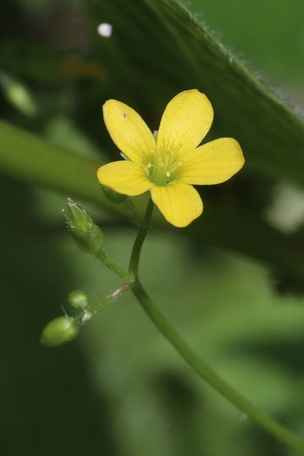 Oxalis stricta