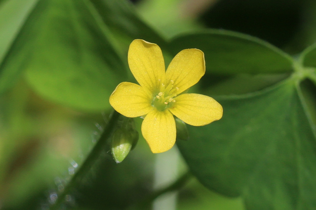 Oxalis stricta
