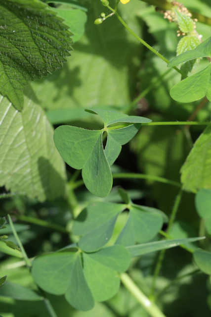 Oxalis stricta - leaves