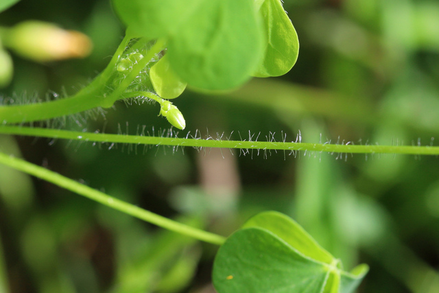 Oxalis stricta - stem