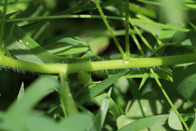Oxalis stricta - stem