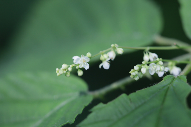 Parogonum ciliinode