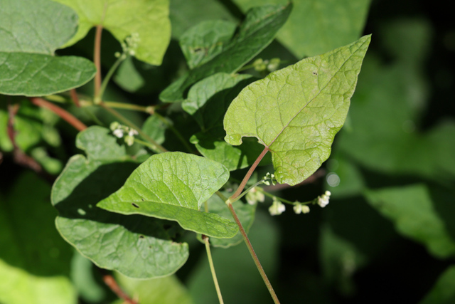 Parogonum ciliinode - leaves