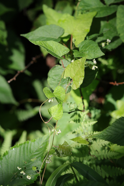 Parogonum ciliinode - plant