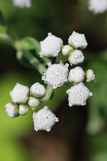 Parthenium integrifolium