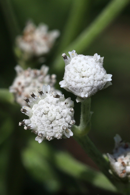 Parthenium integrifolium